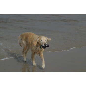 Golden Retriever, der am Strand auf nassem Sand läuft und ein schwarzes und rotes Halsband im Maul hält.
