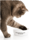 Eine hellgraue Katze, die spielerisch an einem weißen Wassernapf mit der Aufschrift "WASSERNAPF stay hydrated" schnüffelt.