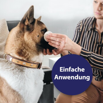 Person hält ein Wattepad an die Schnauze eines großen braun-weißen Hundes mit genietetem Lederhalsband; Schriftzug „Einfache Anwendung“