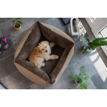 Ein gemütliches Hundebett in einem modernen Wohnraum, mit einem hellen Hund, der darin ruht. In der Nähe sind eine Topfpflanze und Bücher sichtbar.