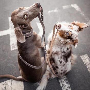 Zwei Hunde auf dem Gehweg: ein grauer Weimaraner und ein braun-weißer Australian Shepherd, beide halten Leinen in ihren Mäulern.