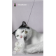 Eine verspielte schwarz-weiße Katze mit grünen Augen kaut auf einem Feder-Spielzeug, das an einem Band mit einer kleinen Glocke befestigt ist, vor einem sanften grauen Hintergrund.