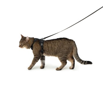 EXPLORER Katzengeschirr schwarz S
