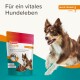 Ein lebhafter Hund springt neben einer bunten Beaphar Flexifit Snacks-Packung mit der Aufschrift "Wartungsstufe 1", die ein gesundes Hundeleben fördert.
