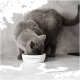 Eine graue Katze frisst aus einer weißen Schüssel mit der Aufschrift "LIEBLINGSNAFF" auf einer hellen Arbeitsplatte.