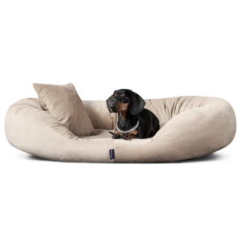 Schwarz-brauner Dackel liegt auf einem beigen Plüsch-Hundebett mit passendem Kissen, freigestellt auf weißem Hintergrund.