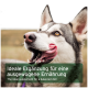 Nahaufnahme eines glücklichen sibirischen Huskys mit herausgestreckter Zunge, mit Text über ein ideales Supplement für eine ausgewogene Ernährung.