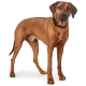 Ein stehender brauner Hund mit einem schlanken Fell und einem geflochtenen Halsband, der seinen muskulösen Körperbau und seine aufmerksame Haltung zeigt.