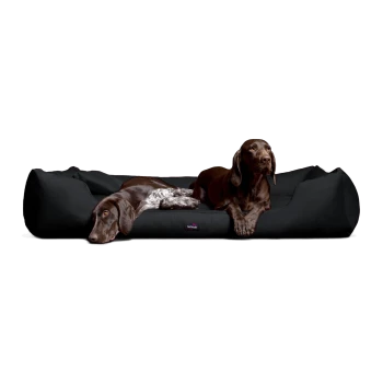 Zwei braune Hunde ruhen sich auf einem großen schwarzen Hundebett aus, wobei ein Hund liegt und der andere daneben sitzt.