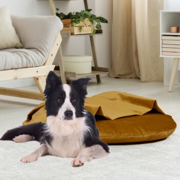 Ein schwarz-weißer Border Collie liegt auf einem runden, goldenen Haustierbett in einem gemütlichen Wohnzimmer mit einem hellen Teppich und modernen Möbeln.