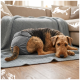 Braun-schwarzer Terrier trägt eine graue Hundewindel und ruht auf einer grauen Strickdecke auf dem Wohnzimmerboden.