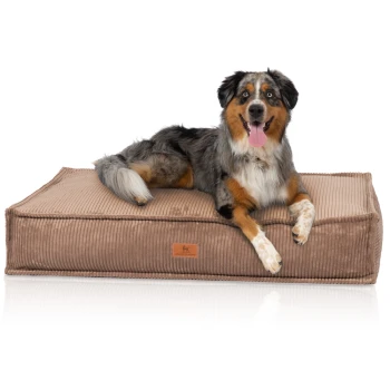 Ein glücklicher Australian Shepherd Hund mit einem blauen Merle-Fell liegt auf einem plüschigen, braunen Cord-Hundebett und zeigt seine Zunge und entspannte Haltung.