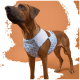 Ein brauner Hund trägt ein blaues Leopardenmuster-Geschirr und posiert vor einem orangefarbenen Hintergrund, während er nach oben schaut.