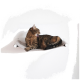 Getigerte Katze leckt ihre Pfote, während sie auf einer grauen, an der Wand montierten Hängemattenablage vor einer weißen Wand entspannt.