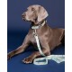 Ein grauer Weimaraner-Hund mit einem mintgrünen Halsband mit einem schwarzen Etikett mit der Aufschrift "PAIKKA", der auf einem blauen Hintergrund mit einer passenden Leine liegt.