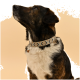 Eine Nahaufnahme eines Hundes mit einem gemusterten Halsband, der nach oben schaut, vor einem sanften beigen Hintergrund.