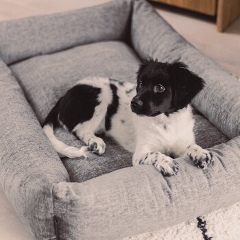 Ein schwarz-weißer Welpe, der bequem in einem grauen Haustierbett liegt und neugierig zur Seite schaut.