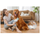 Eine Frau pflegt einen Golden Retriever auf dem Boden, während eine weiße Katze sich auf einer Couch in der Nähe entspannt. Ein Pflegewerkzeug liegt neben ihr.