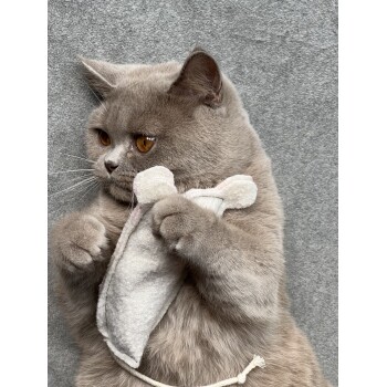 Eine hellgraue Katze mit bernsteinfarbenen Augen hält verspielt ein weiches, plüschiges Spielzeug in Form eines Knochens, das auf einer grauen Oberfläche ruht.