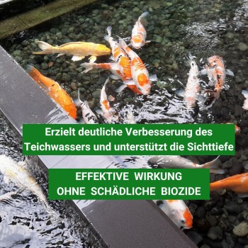 Bunte Koi-Fische in einem Teich mit dem Text: "Verbessert die Klarheit des Teichwassers" und "Wirksam ohne schädliche Biozide."
