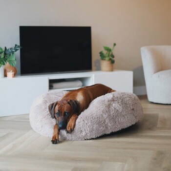 Ein brauner Hund, der auf einem flauschigen, runden Haustierbett in einem gemütlichen Wohnzimmer mit einem Fernseher und Pflanzen im Hintergrund entspannt.
