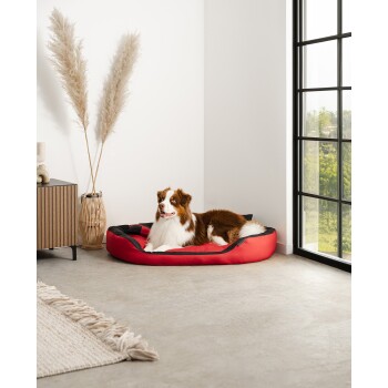 Ein gemütliches rotes Hundebett steht auf einem hellen Boden, mit einem Hund, der bequem darin ruht, umgeben von modernem Dekor und natürlichem Licht.
