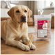 Labrador jaune allongé sur le sol tenant un bâtonnet à mâcher torsadé, un paquet de friandises étiqueté 'FIT & FUN KAUSTICKS' derrière lui.