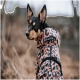 Ein Hund trägt einen stilvollen Regenmantel mit Leopardenmuster, mit dem Markennamen "PAIKKA" sichtbar auf dem Rücken, und schaut zur Kamera zurück.
