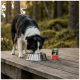 Schwarz-weißer Border Collie frisst aus einer Edelstahlschüssel auf einer Holzterrasse im Freien neben einer Dose mit der Aufschrift 'PURE BEEF'.