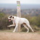 Weißer Hund mit braunen Flecken trägt ein lila Geschirr und trottet im Freien an einem hölzernen Wegweiser mit bunten Markierungen vorbei.