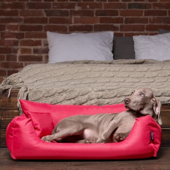 Ein entspannter grauer Hund, der in einem leuchtend roten Hundebett liegt, mit einer gemütlichen gestrickten Decke und Kissen im Hintergrund.