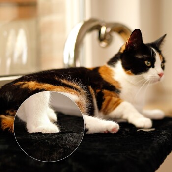 Eine dreifarbige Katze, die auf einer schwarzen Oberfläche entspannt, mit einer Nahaufnahme ihrer weißen Pfoten in einem eingefügten Kreis.