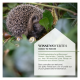 Ein Igel zwischen grünen Blättern und Schnecken, mit Textüberlagerung "WISSENSWERTES GOOD TO KNOW" über Igel, die Schnecken fressen.
