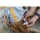 Eine Person passt ein grau-oranges Geschirr an einen Golden Retriever an und konzentriert sich auf die Schnalle und die Riemen.