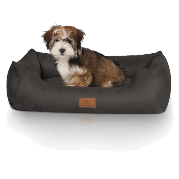 Ein kleiner, flauschiger braun-weißer Welpe sitzt bequem in einem dunkelgrauen Hundebett mit einem Lederschild, auf dem "KNUFFELBUNT" steht.