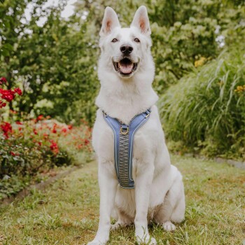 Ein glücklicher weißer Hund, der ein blaues Geschirr trägt, sitzt in einem Garten mit roten Blumen und grünem Laub im Hintergrund.