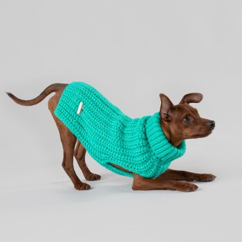 Ein brauner Hund trägt einen helltürkisen gestrickten Pullover mit großem Kragen, posiert vor einem hellgrauen Hintergrund.