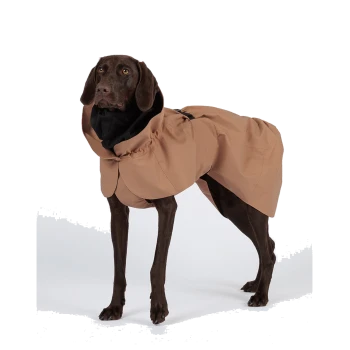 Schokoladenbrauner Hund in einem beigefarbenen, wasserdichten Kapuzenmantel mit Bauchgurt, Seitenansicht vor weißem Hintergrund.