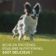 Un chien heureux courant dans un champ herbeux, avec un texte superposé indiquant "Riche en protéines, équilibre nutritionnel, goût délicieux !"