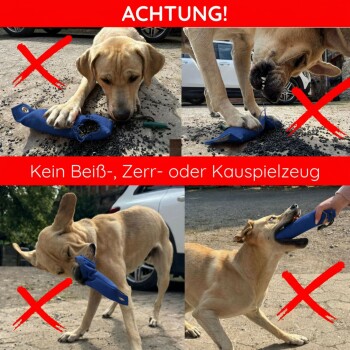 Golden Retriever läuft draußen mit einem blauen Trainingsdummy im Maul an einem sonnigen Tag.