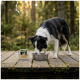 Border Collie eating from metal bowl on wooden deck in forest; pet food tub labeled 'WILDERNESS' next to bowl.