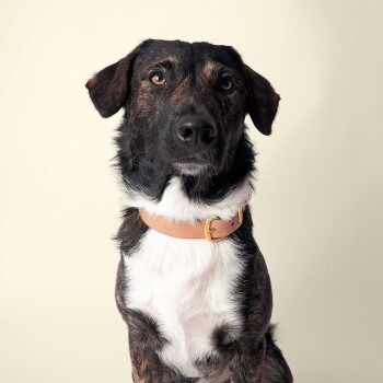 Ein Nahaufnahme-Porträt eines braunen und schwarzen Hundes mit einer weißen Brust, der ein hellbraunes Lederhalsband trägt, vor einem hellbeigen Hintergrund.