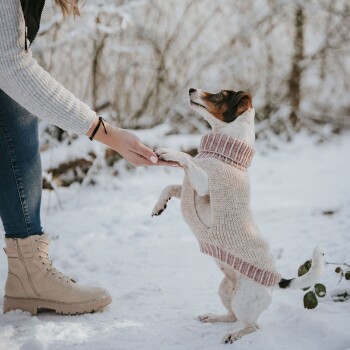 Ein kleiner Hund in einem gemütlichen rosa Pullover steht auf seinen Hinterbeinen und greift nach der Hand einer Person in einer schneebedeckten Umgebung.