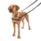 A brown dog wearing a black harness with a red "HALT" label, standing on a white background, attached to two leashes.
