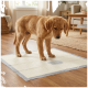 Chiot golden retriever debout sur une alèse d'entraînement pour animaux avec une tache humide sur un sol en bois dans un salon.