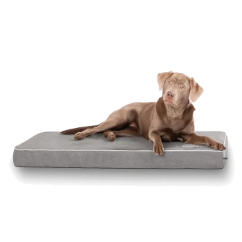 Ein entspannter brauner Labrador Retriever liegt auf einem weichen grauen Hundebett mit weißem Rand und zeigt Komfort und Stil.