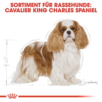 Cavalier King Charles Adulte 2x1,5 kg
