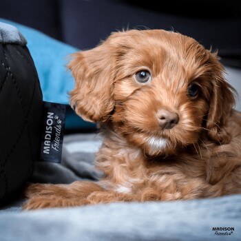 Ein süßer brauner Welpe mit blauen Augen sitzt auf einer weichen Oberfläche, neben einem Haustierbett mit der Aufschrift "MADISON Friends."