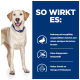Ein gelber Labrador Retriever vor einem blauen Hintergrund hebt die Vorteile von Tiernahrung hervor: einzelnes Protein, kein Soja, reich an Omega-3.