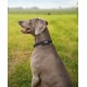 Ein grauer Weimaraner-Hund mit einem schwarzen Halsband sitzt auf einer grasbewachsenen Fläche und schaut zur Seite mit einem glücklichen Ausdruck.